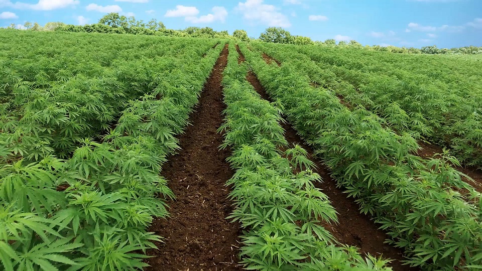 Выращивание конопли в поле вред от курения марихуаны видео